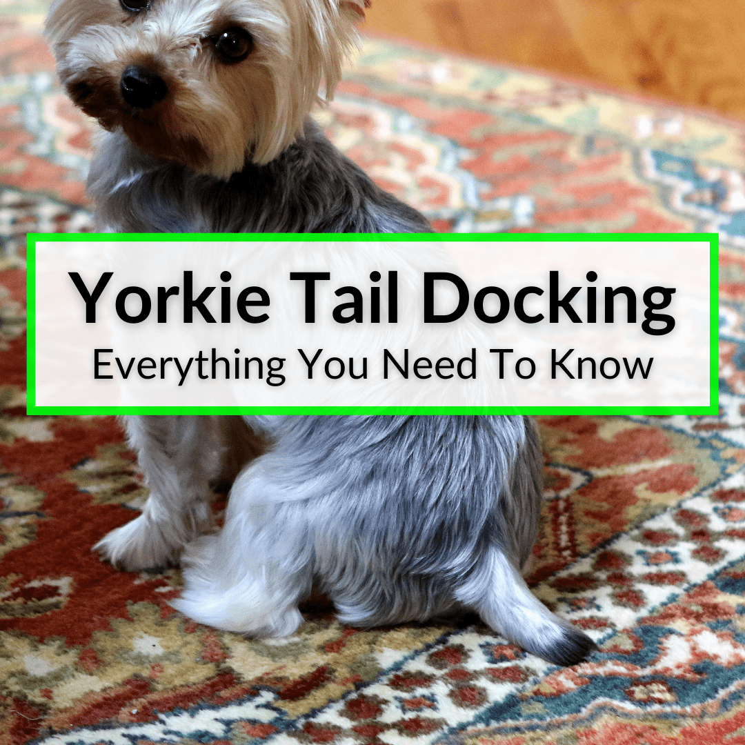 Yorkie Tail Docking