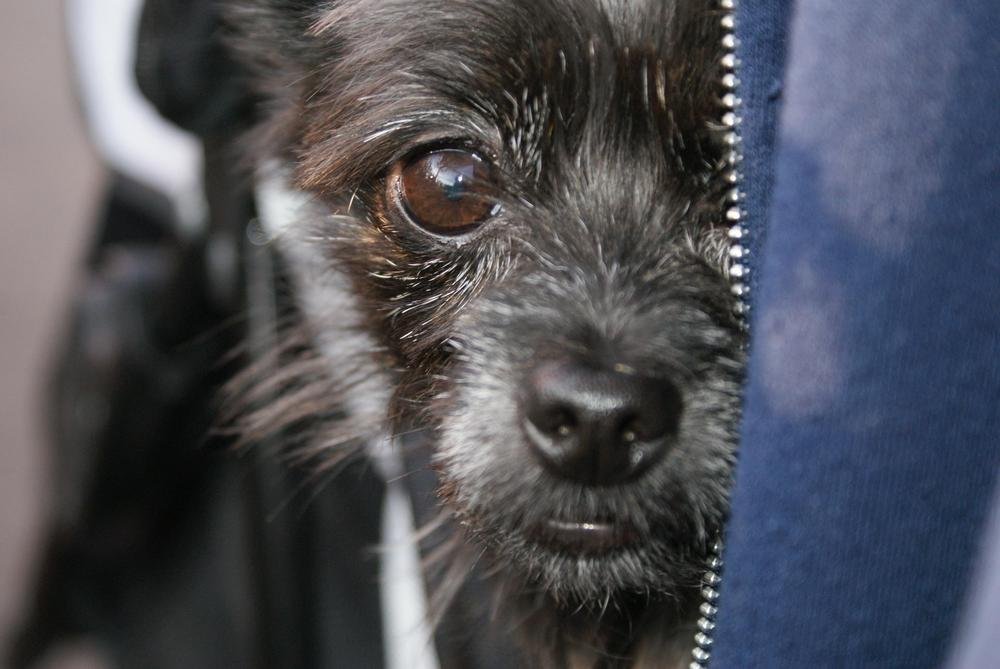 all-black yorkie