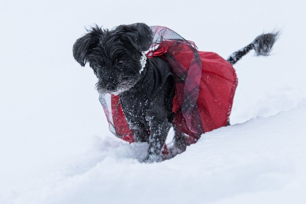 black yorkie in snow