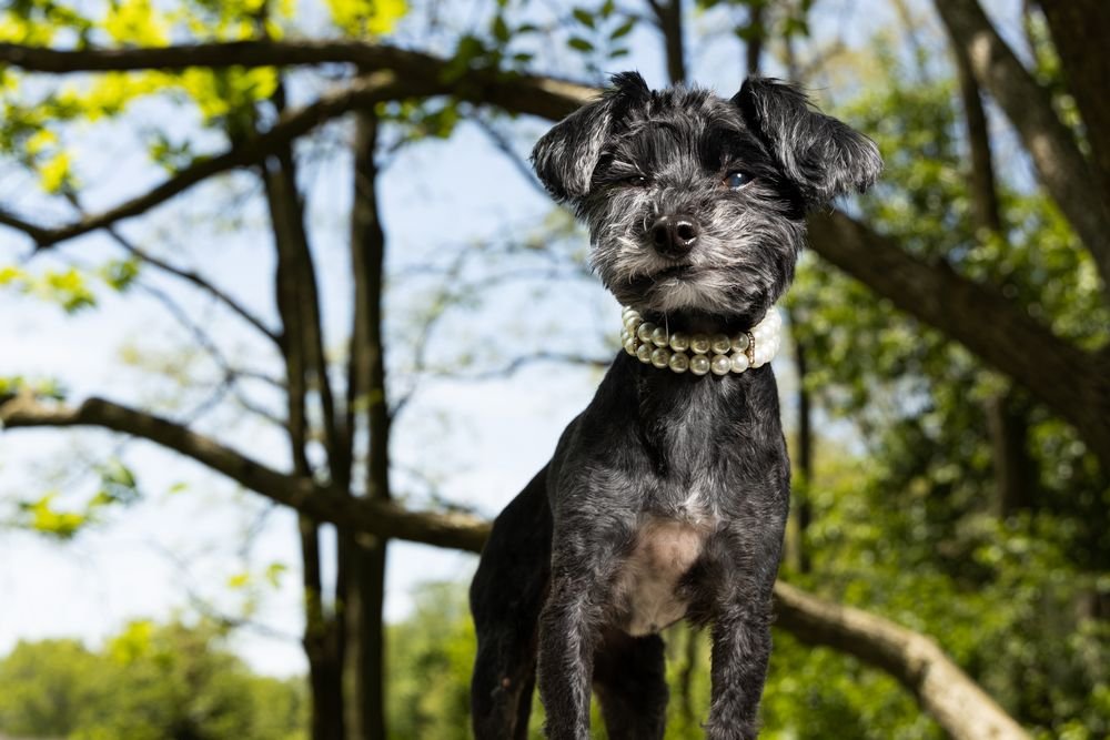 black yorkshire terrier