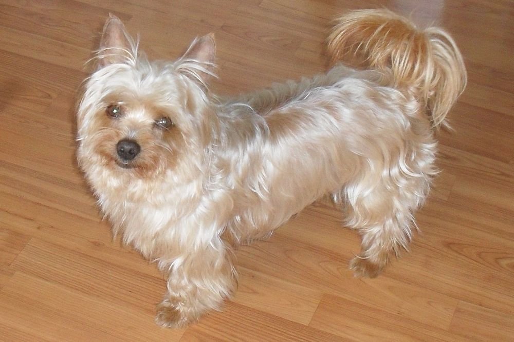 golden yorkshire terrier