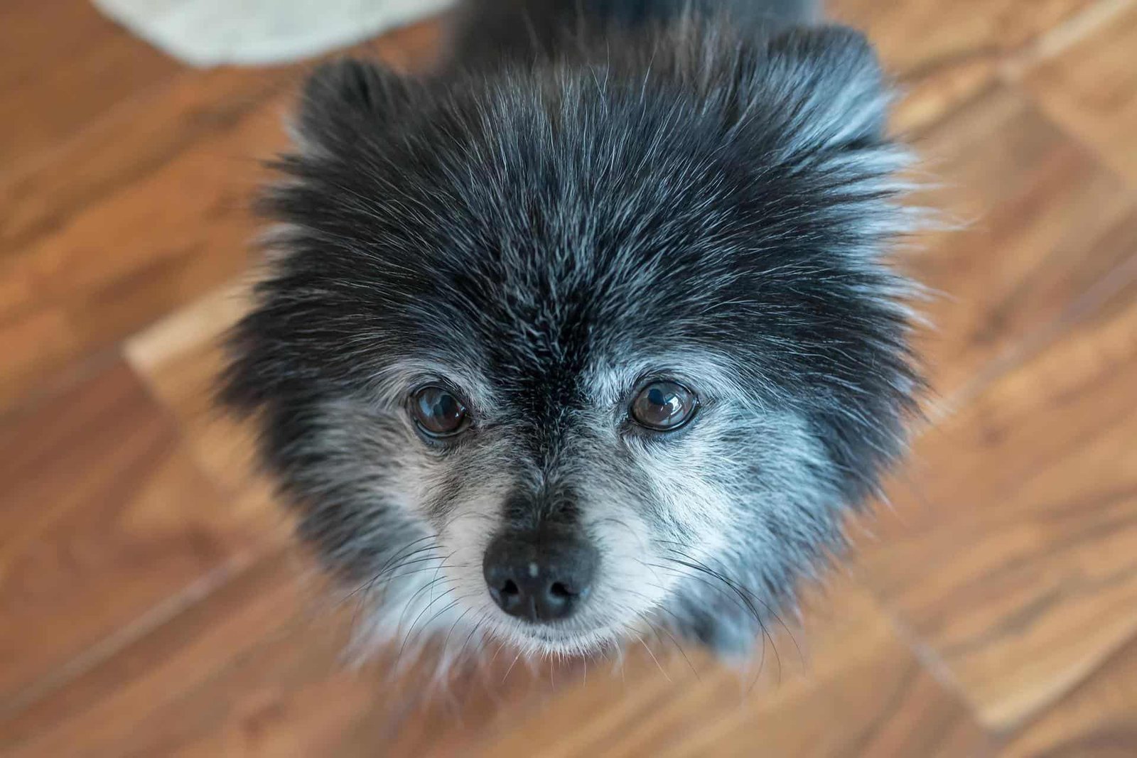 Yorkshire Terrier with gray hair