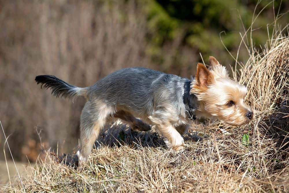 yorkie with short hair