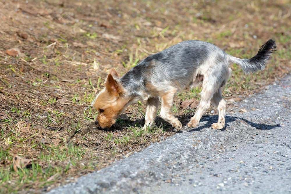 undocked yorkie tail