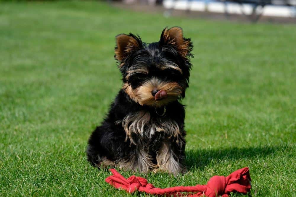 black yorkie puppy