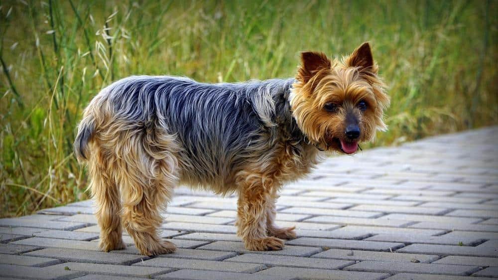 older yorkie learning to pee outside