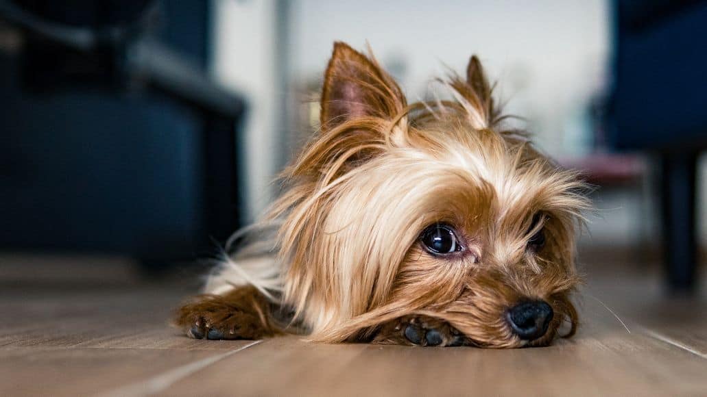 yorkie with medical issues