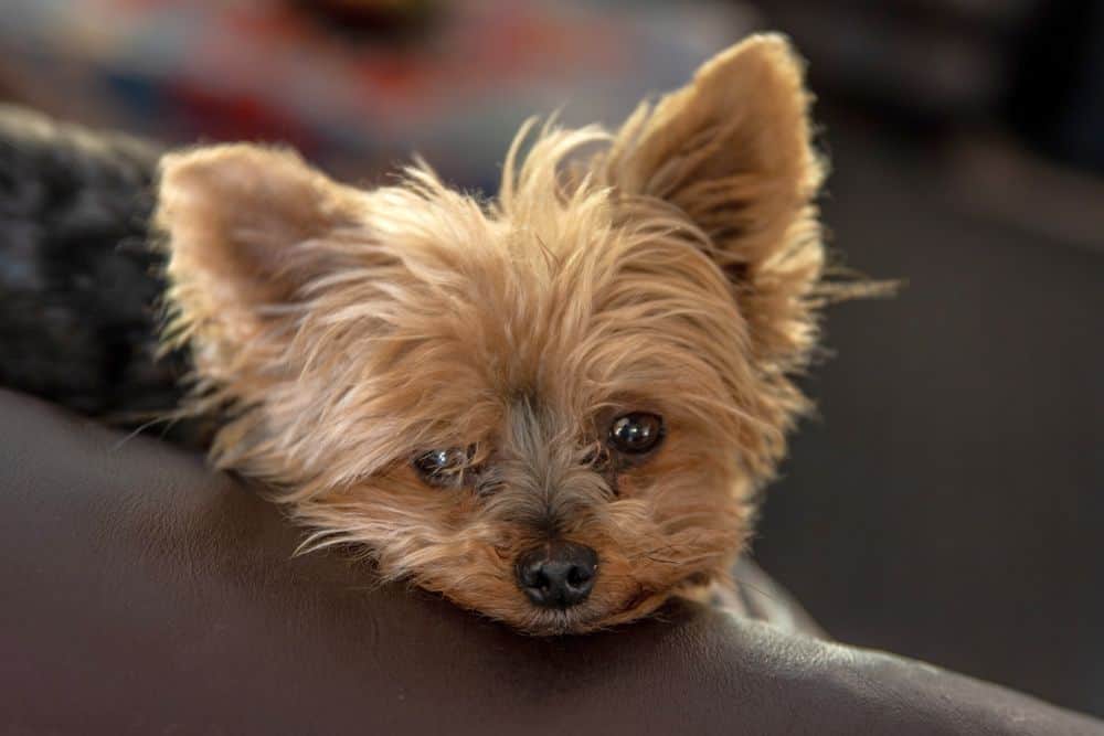 yorkie alone at home