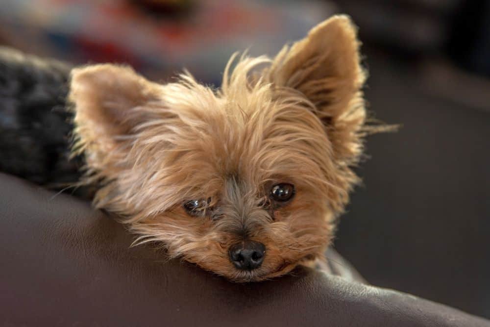 yorkie after being crated