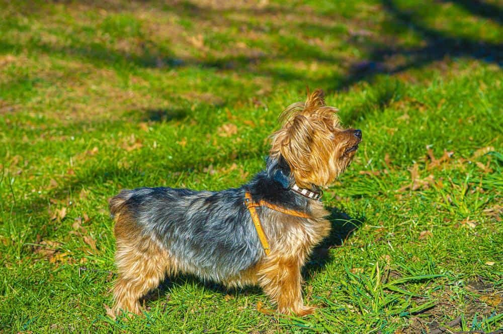 what color are yorkie puppies when they are born