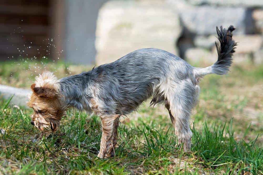 yorkie with long tail