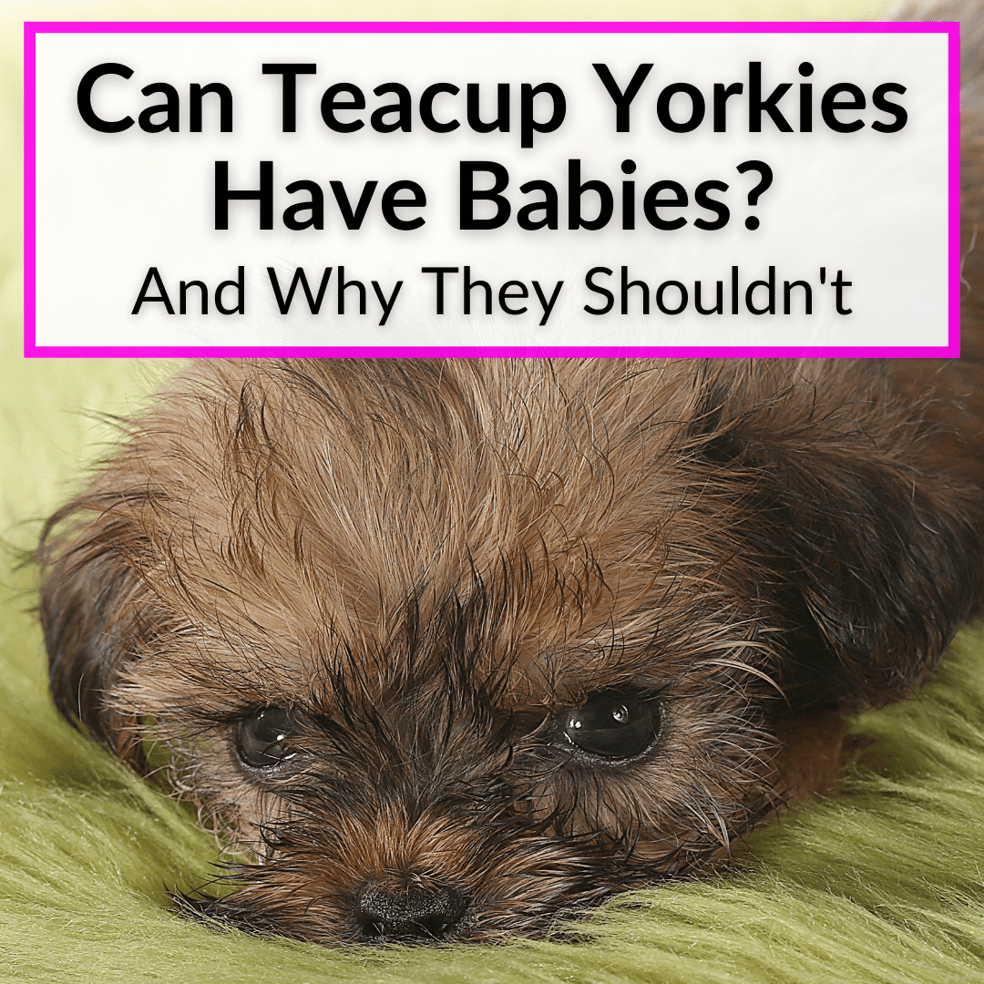 Can Teacup Yorkies Have Babies