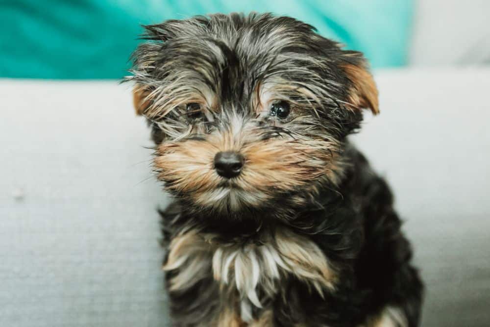 mini yorkshire terrier puppy