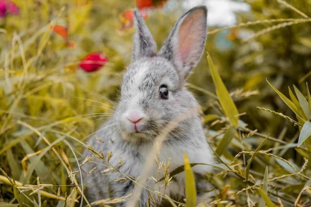 rabbit in the grass