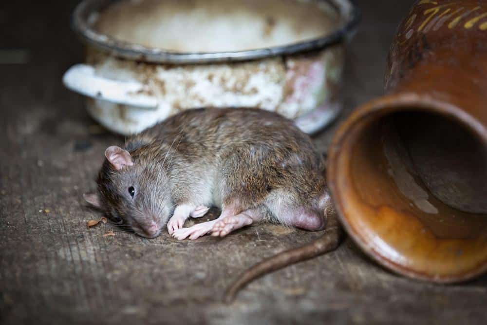 rat dead from disease