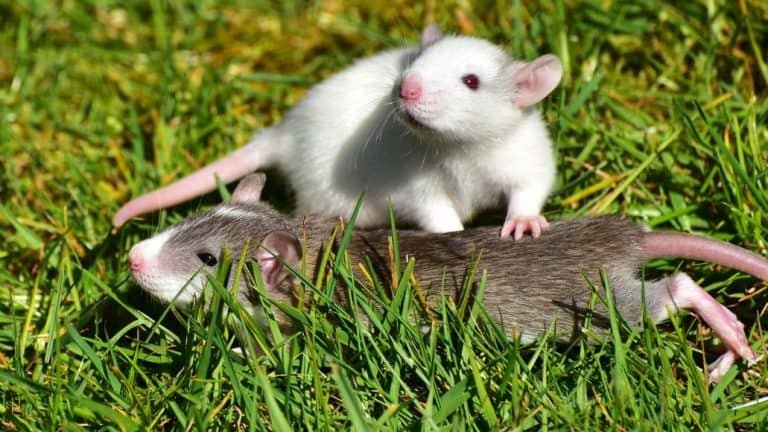 Are Yorkies Hunting Dogs? (They Can Kill Rats!)