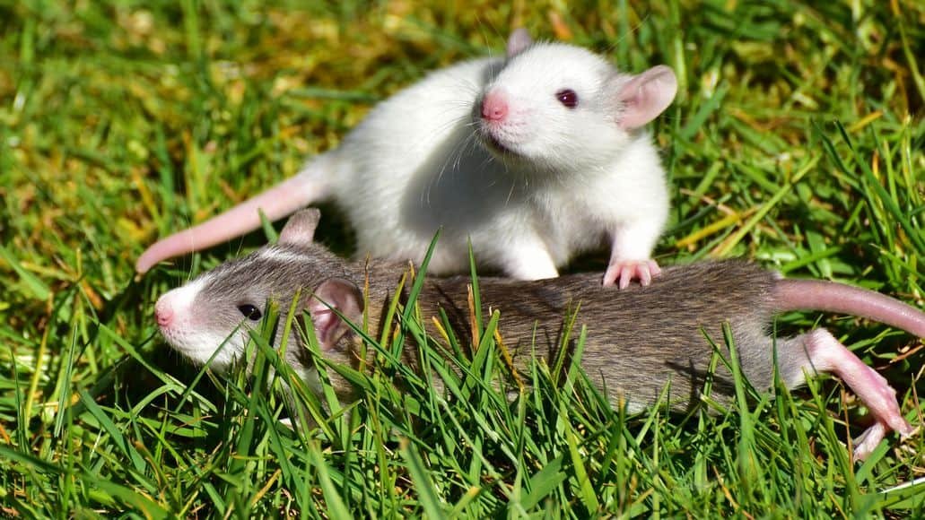 rats in grass