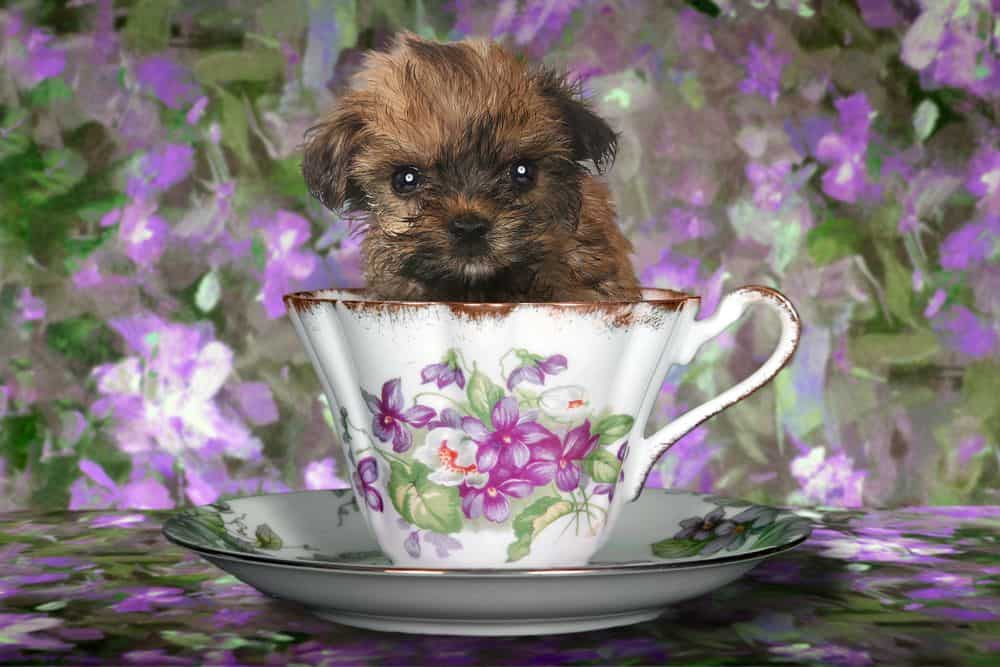 tiny teacup yorkshire terrier