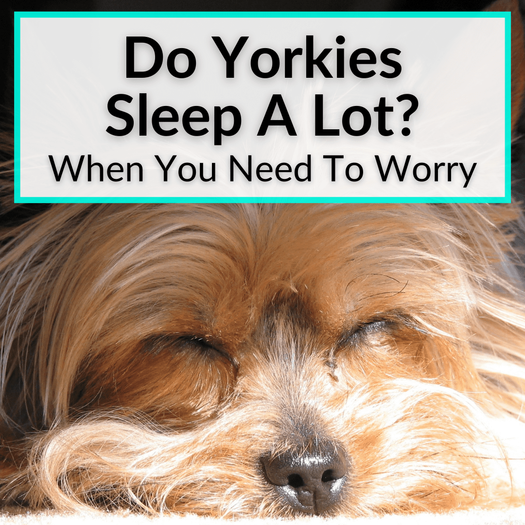 Do Yorkies Sleep A Lot