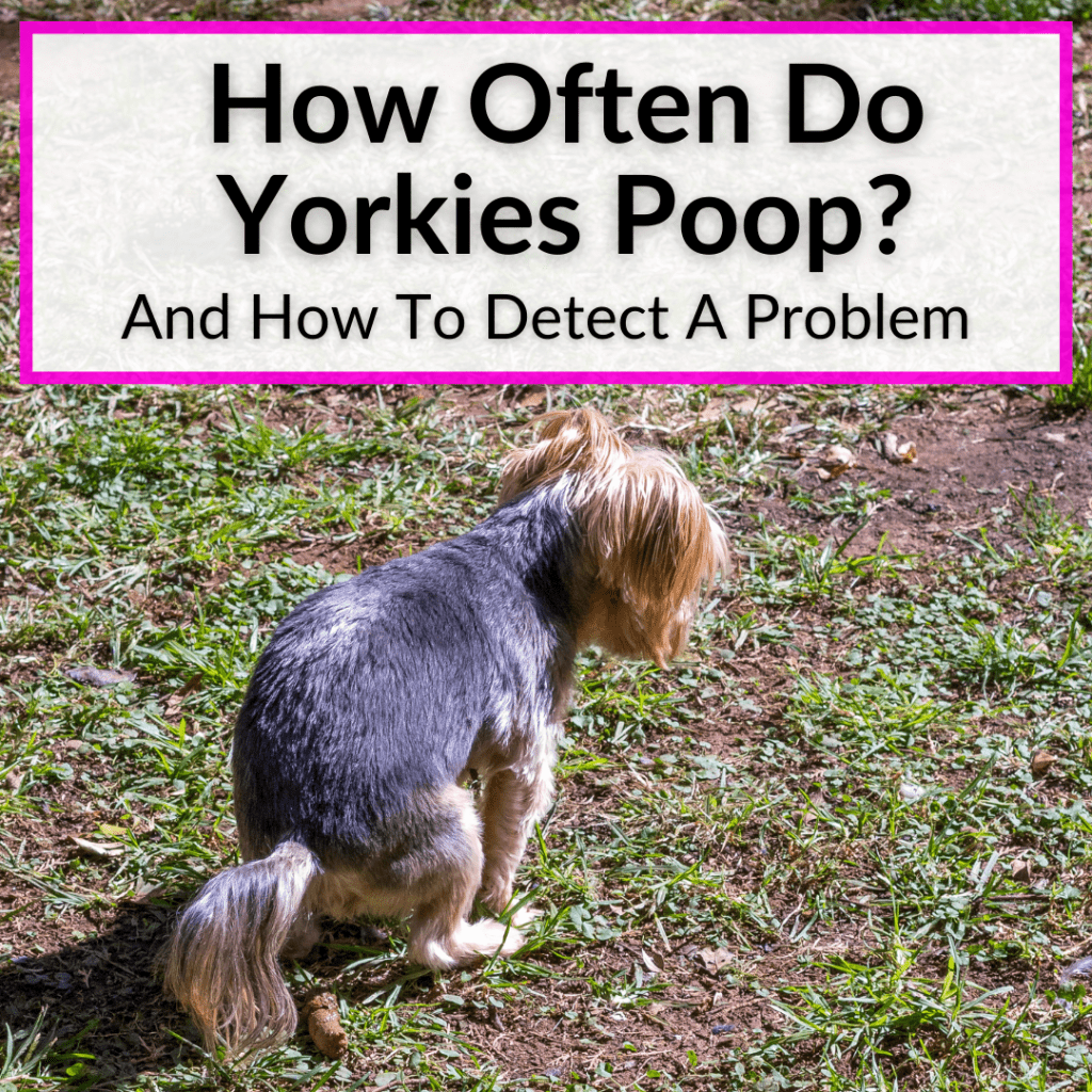 How Often Do Yorkies Poop? (+How To Detect A Problem)