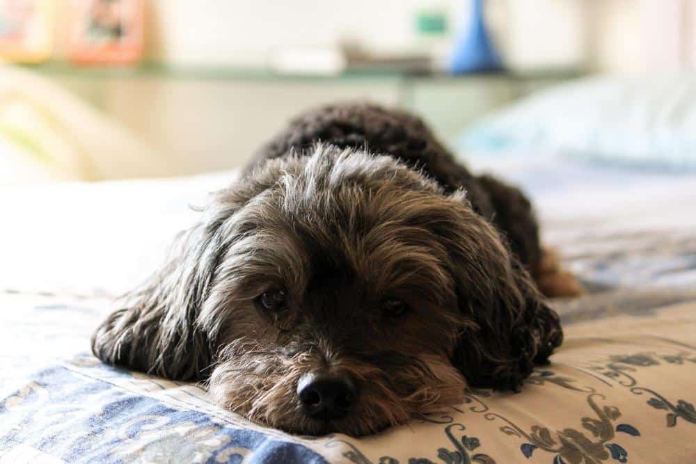 yorkie sleeping in superman position