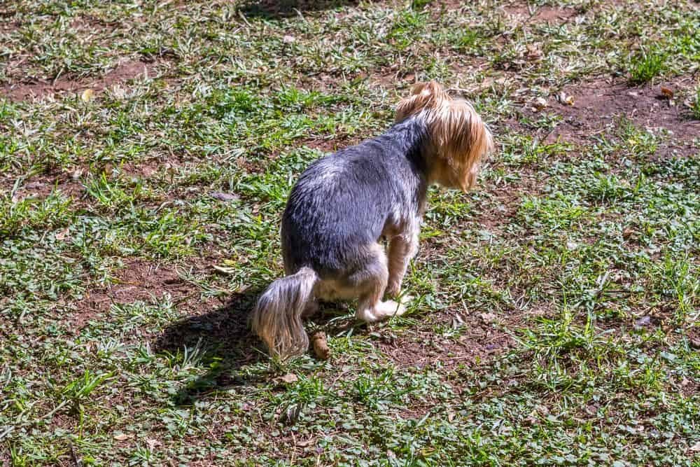 yorkie pooping