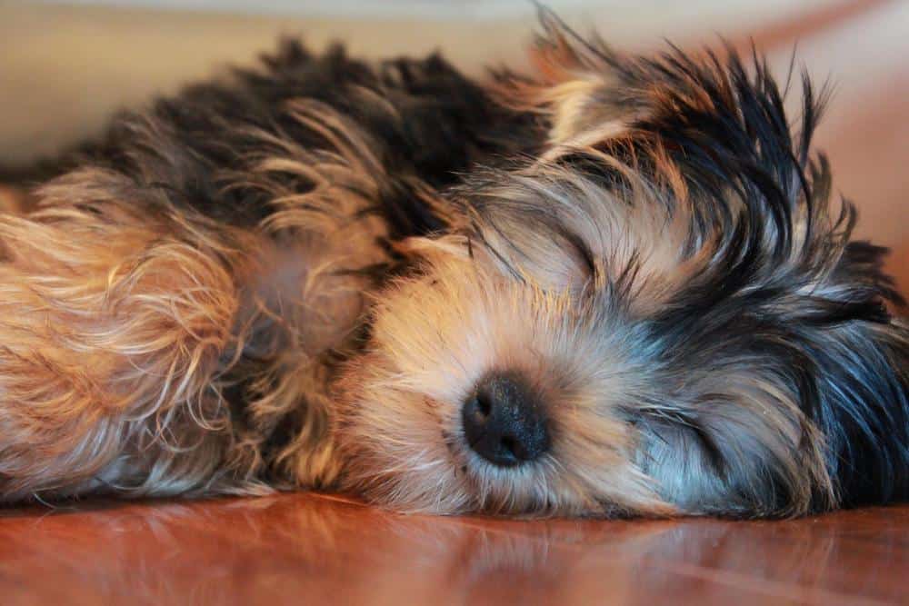 yorkie tired from stomach problems