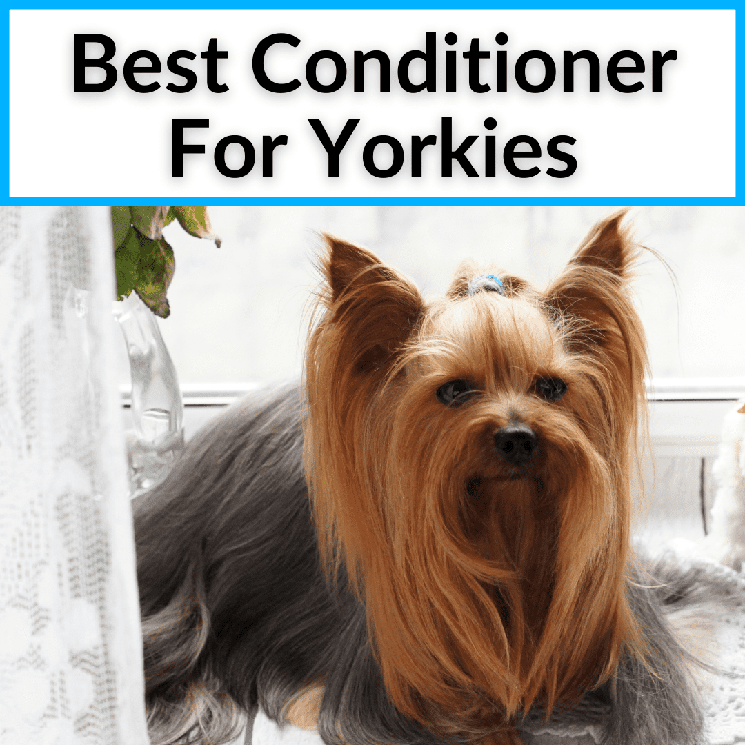 Best Conditioner For Yorkies