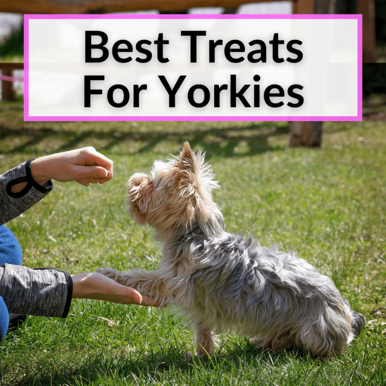 Best Treats For Yorkies (Avoid Harmful Dog Treats)