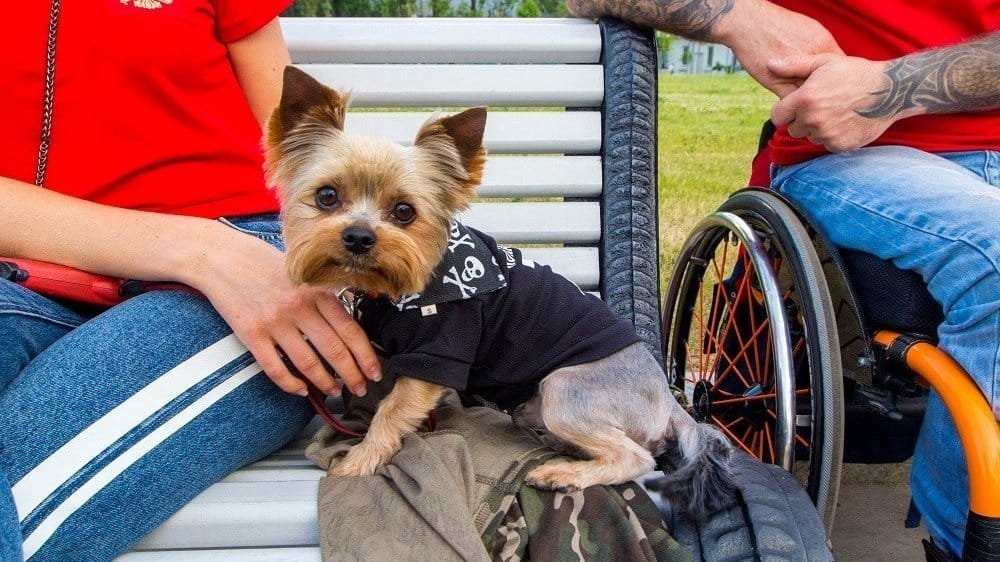 cute yorkie with family