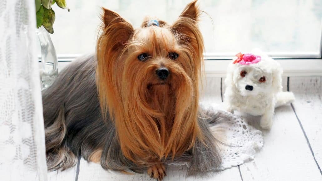 long haired yorkshire terrier family dog