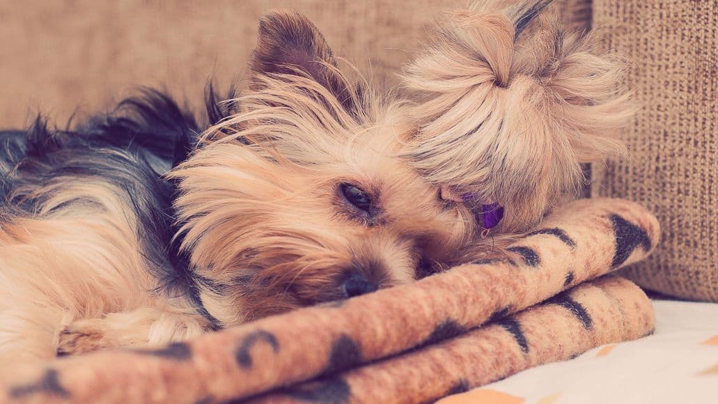 bed for yorkie