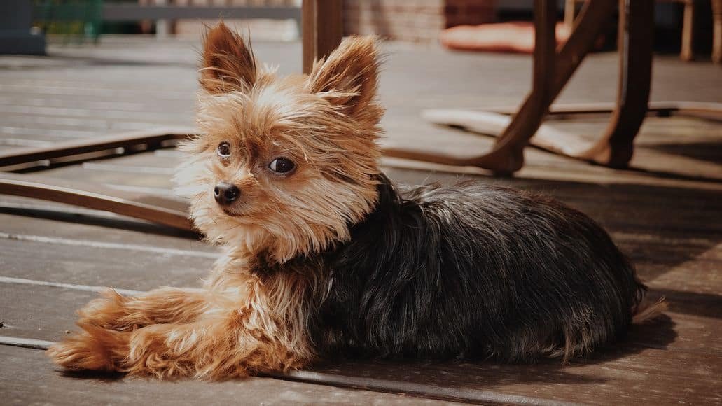 yorkie waiting to play with children