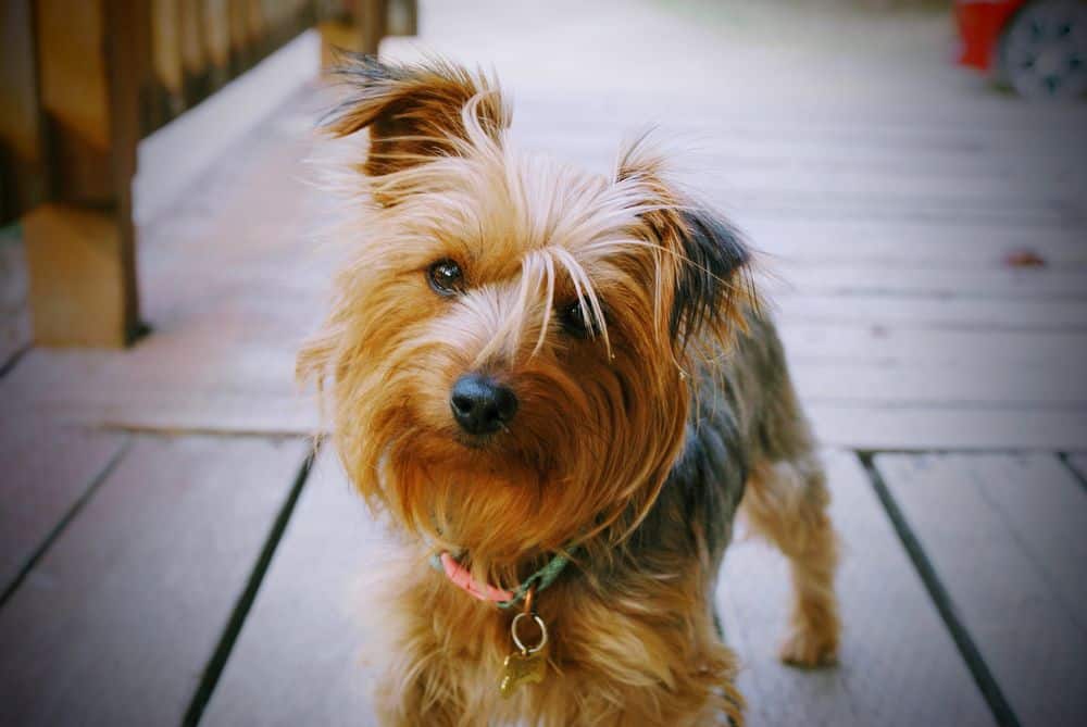 protect yorkie from rat disease