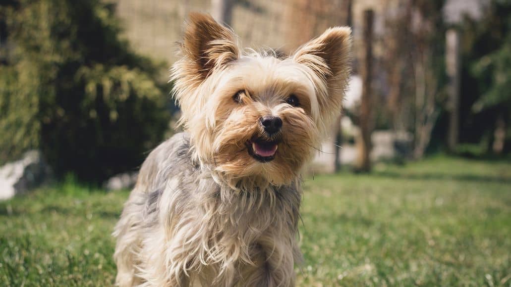 a growling yorkshire terrier