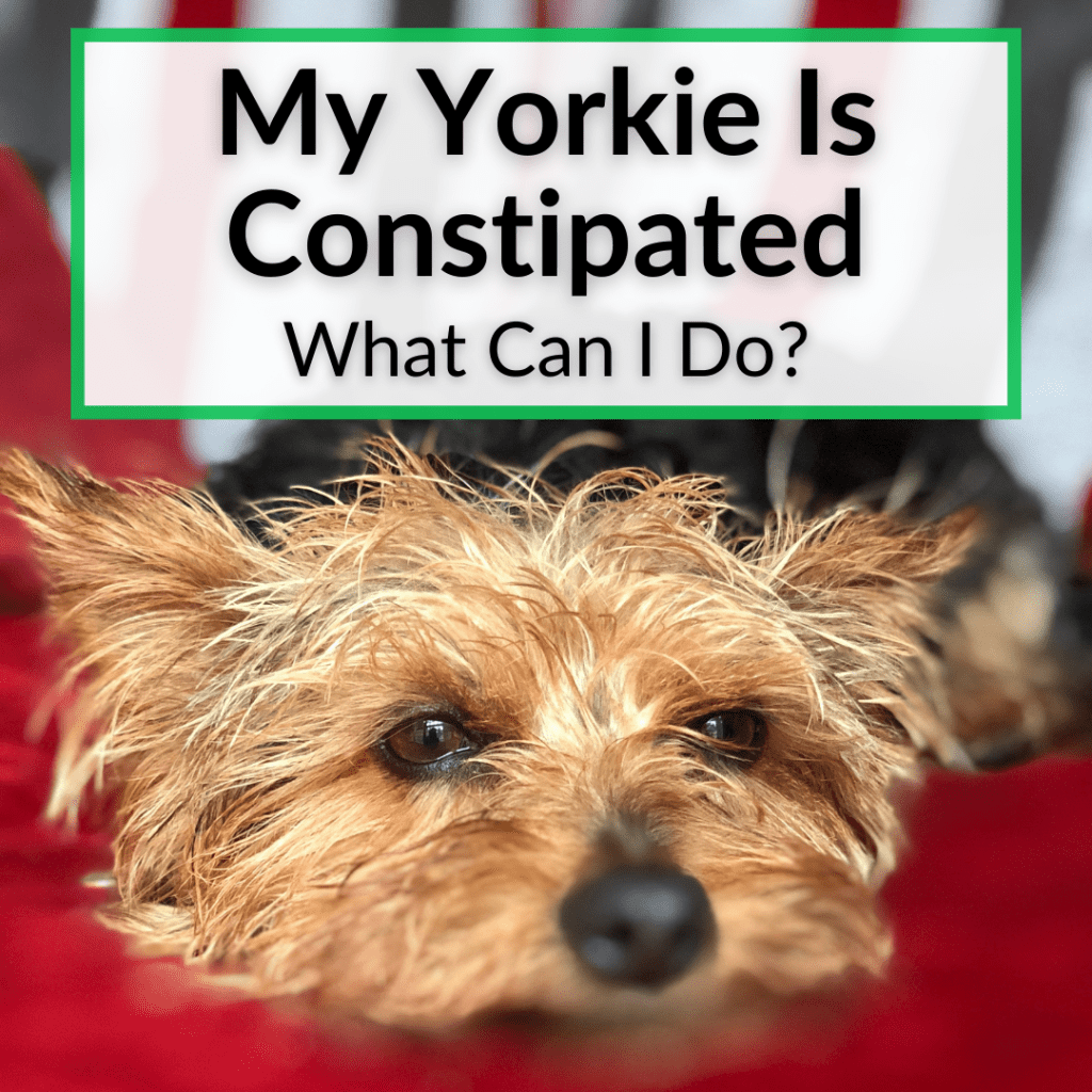 My Yorkie Is Constipated What Can I Do?