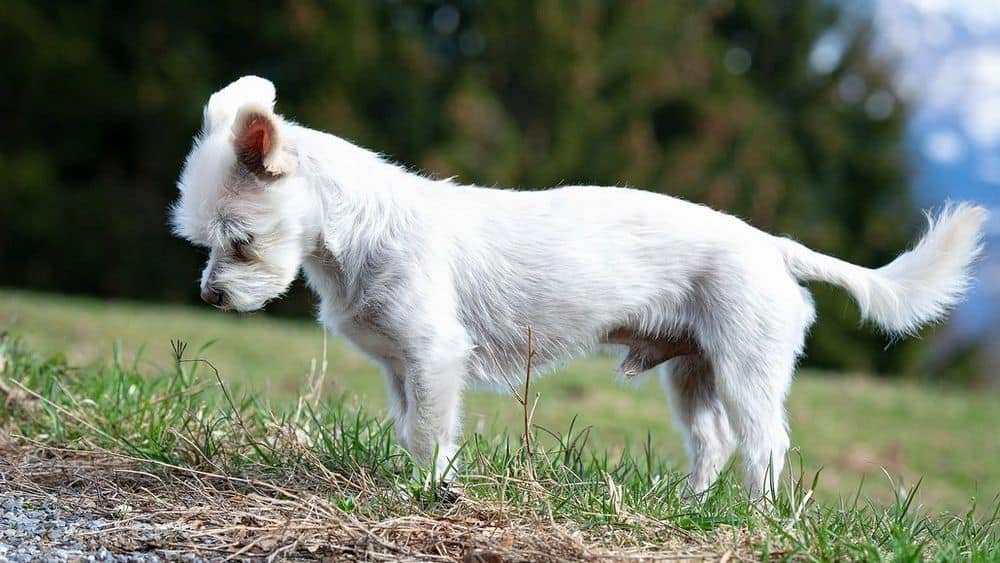 Yorkie chihuahua mix