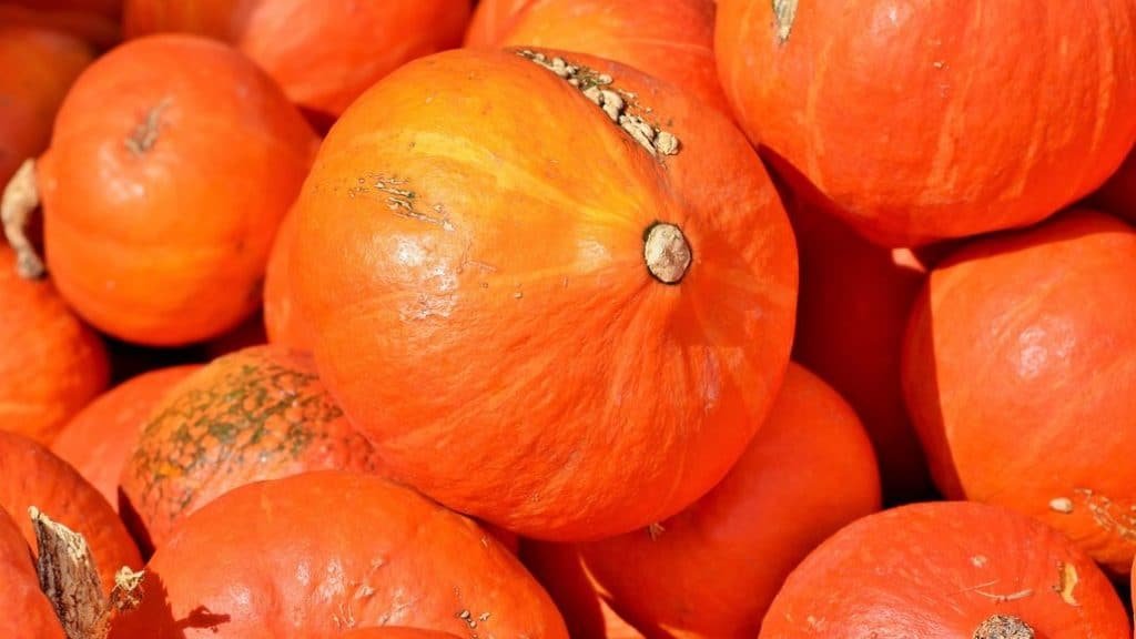 Yorkie Throwing Up (Vomiting Causes, Treatments & Vital Info)