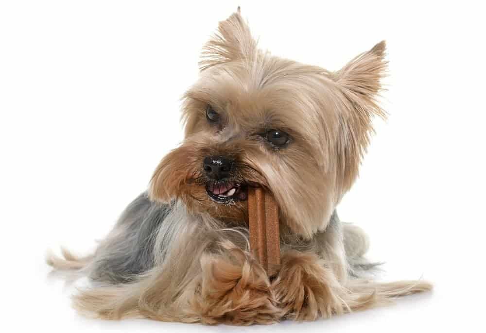 how many times a day does a yorkie eat