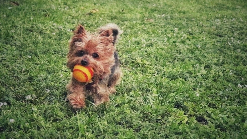 yorkie exercising by playing fetch