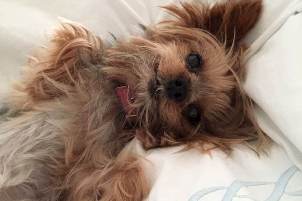 How Much Should A Yorkie Weigh? (It's Not So Simple)