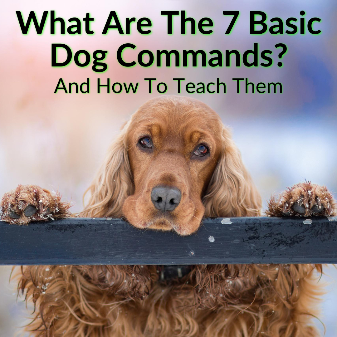 What Are The 7 Basic Dog Commands? (And How To Teach Them)