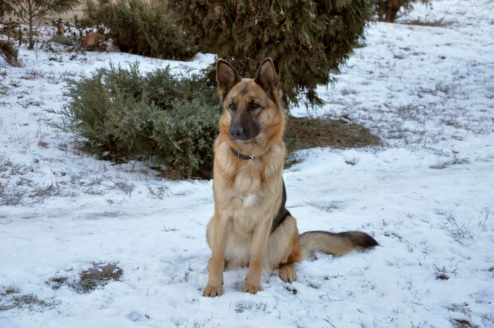 dog learning to stay