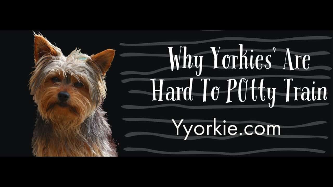 How To Toilet Train Yorkshire Terrier