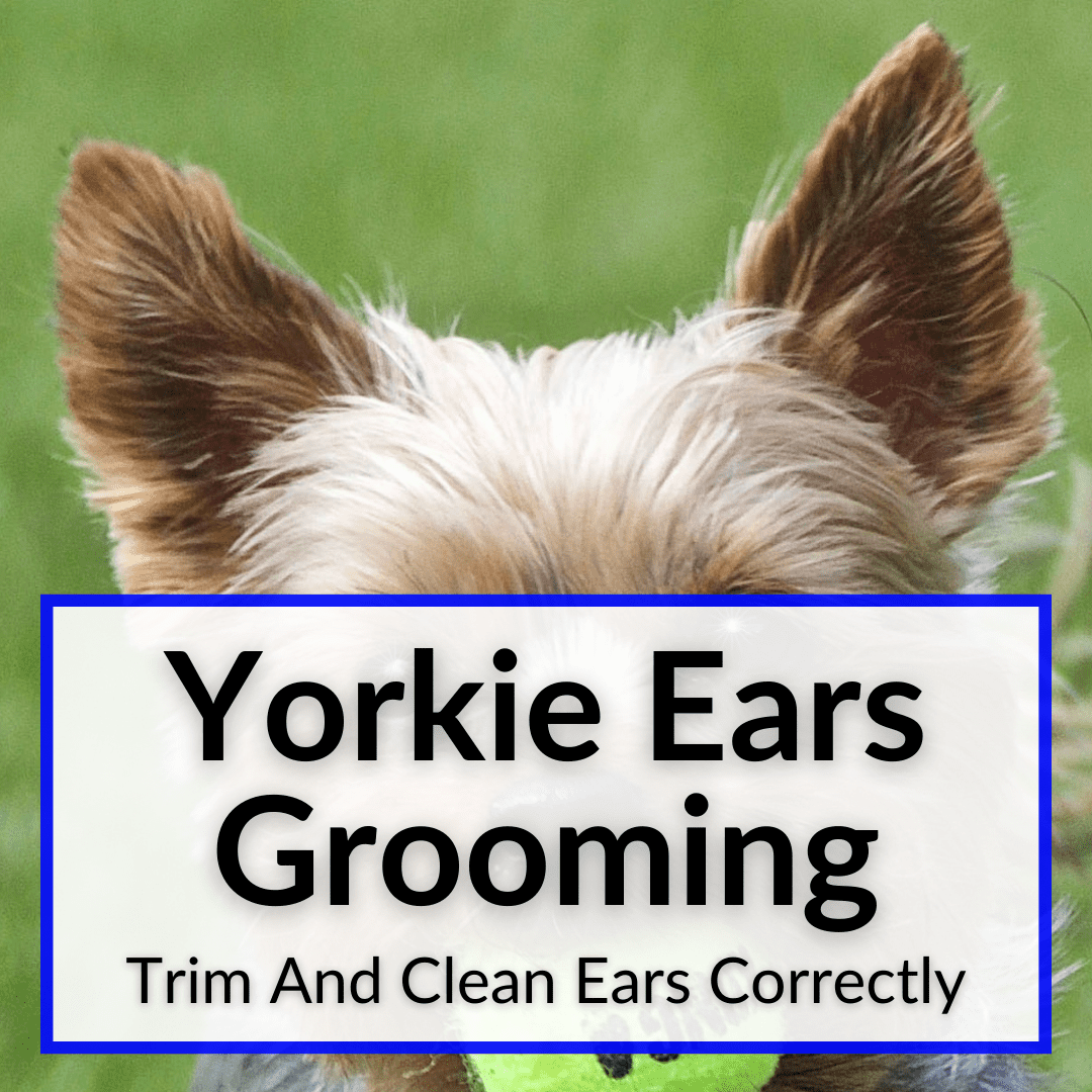Yorkie Ears Grooming
