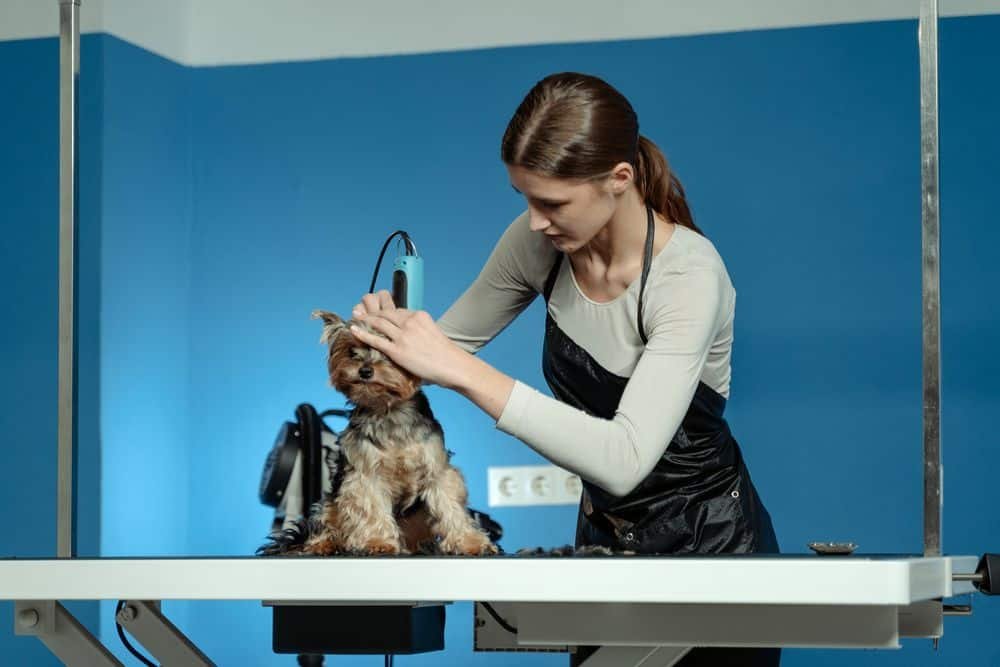 can human hair clippers be used on dogs