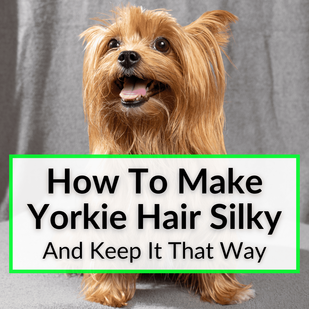 how can i make my yorkies hair shiny and long