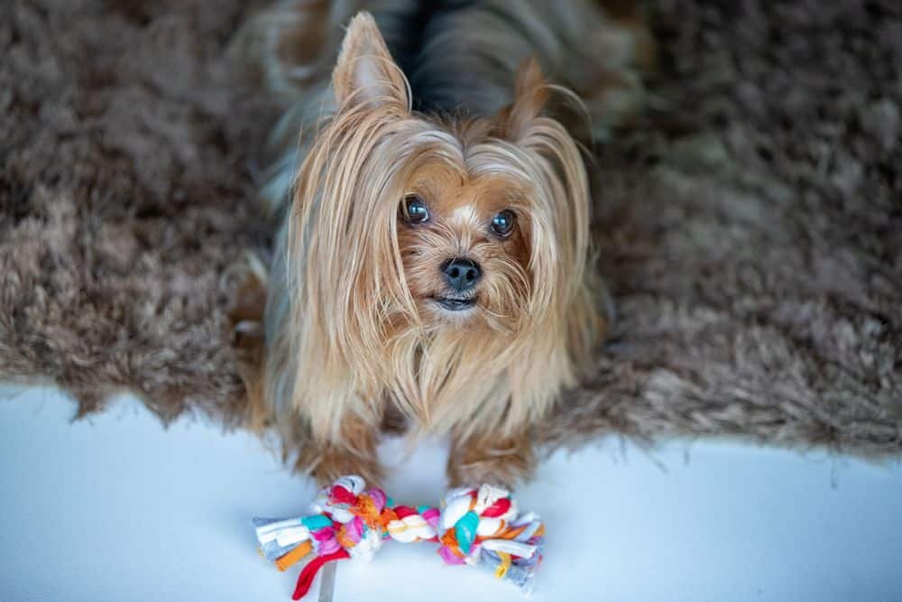 how can i make my yorkies hair shiny and long