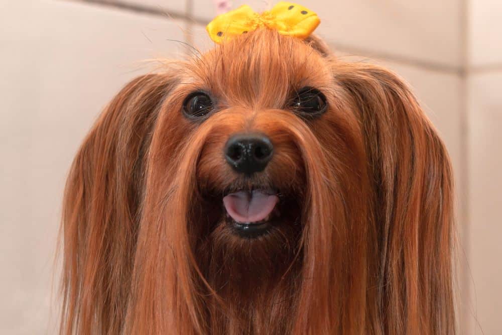 yorkie with long hair that reduces dander