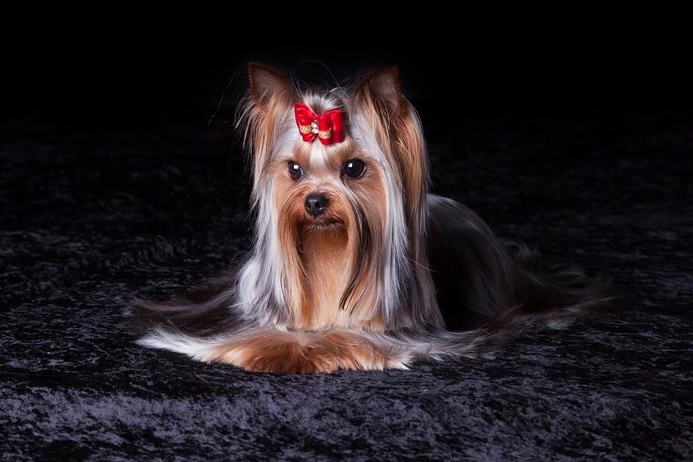 difference between silky terrier vs yorkie